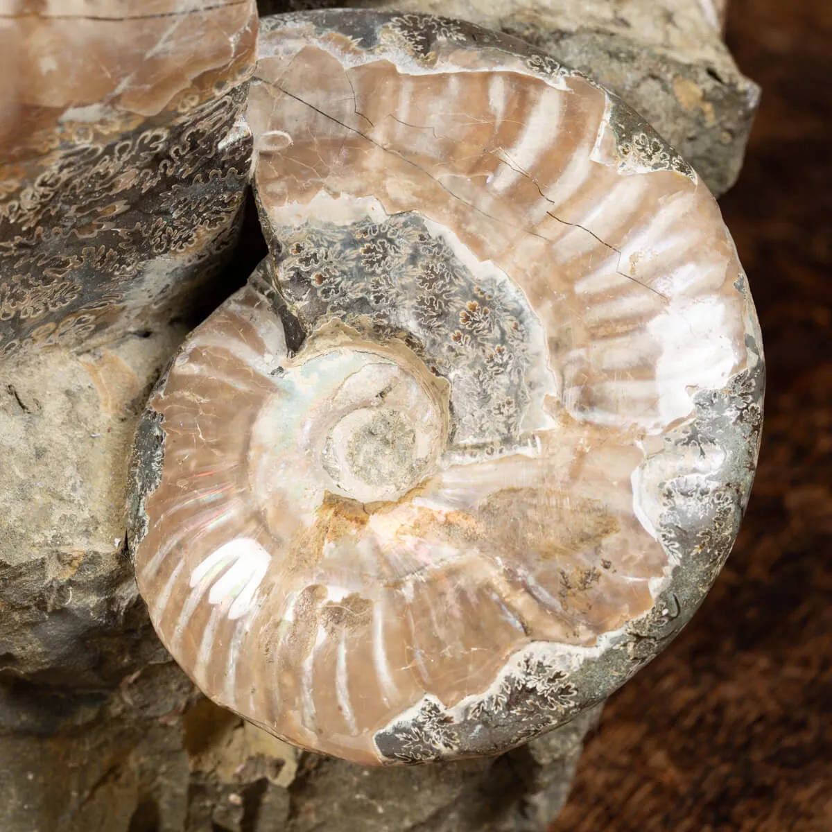Gruppo di Ammoniti Cleoniceras e Nautilus