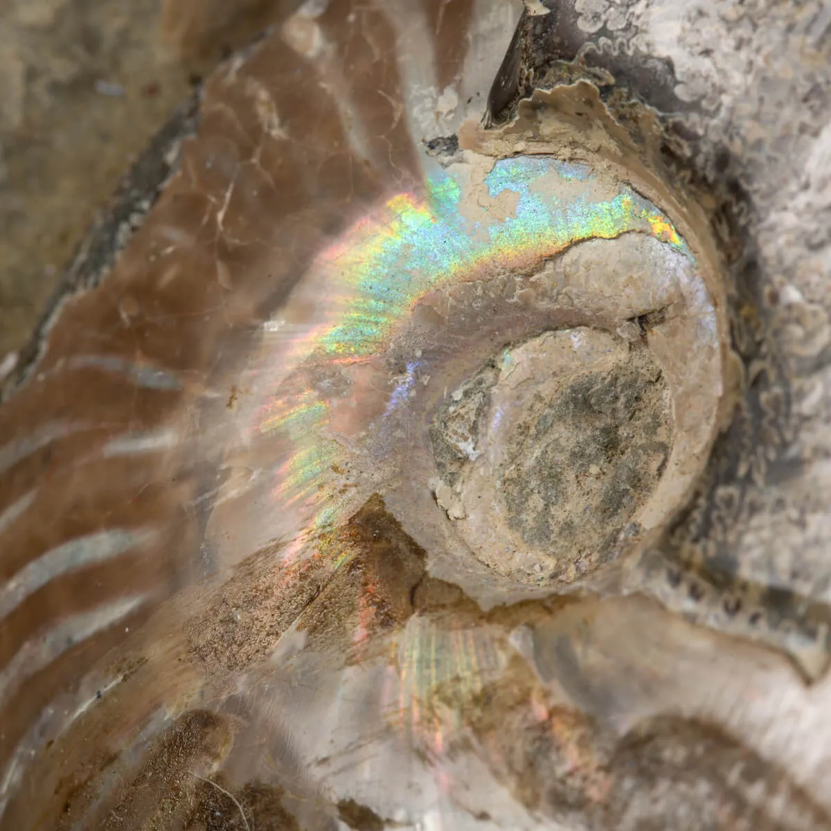 Gruppo di Ammoniti Cleoniceras e Nautilus