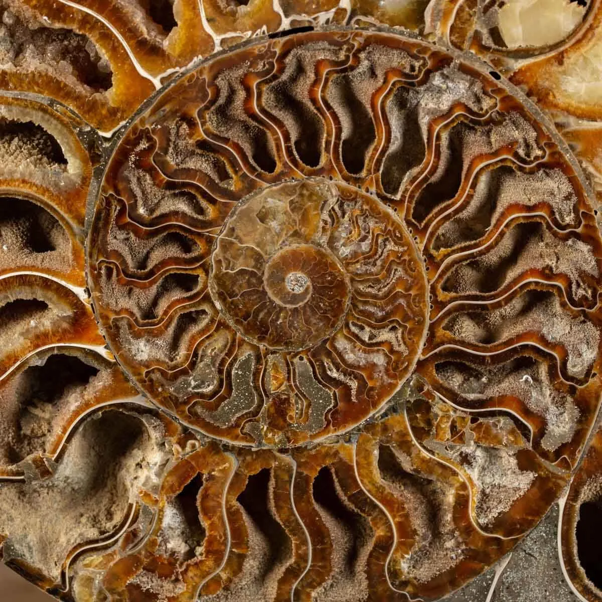 Ammonite Cleoniceras Sezionata