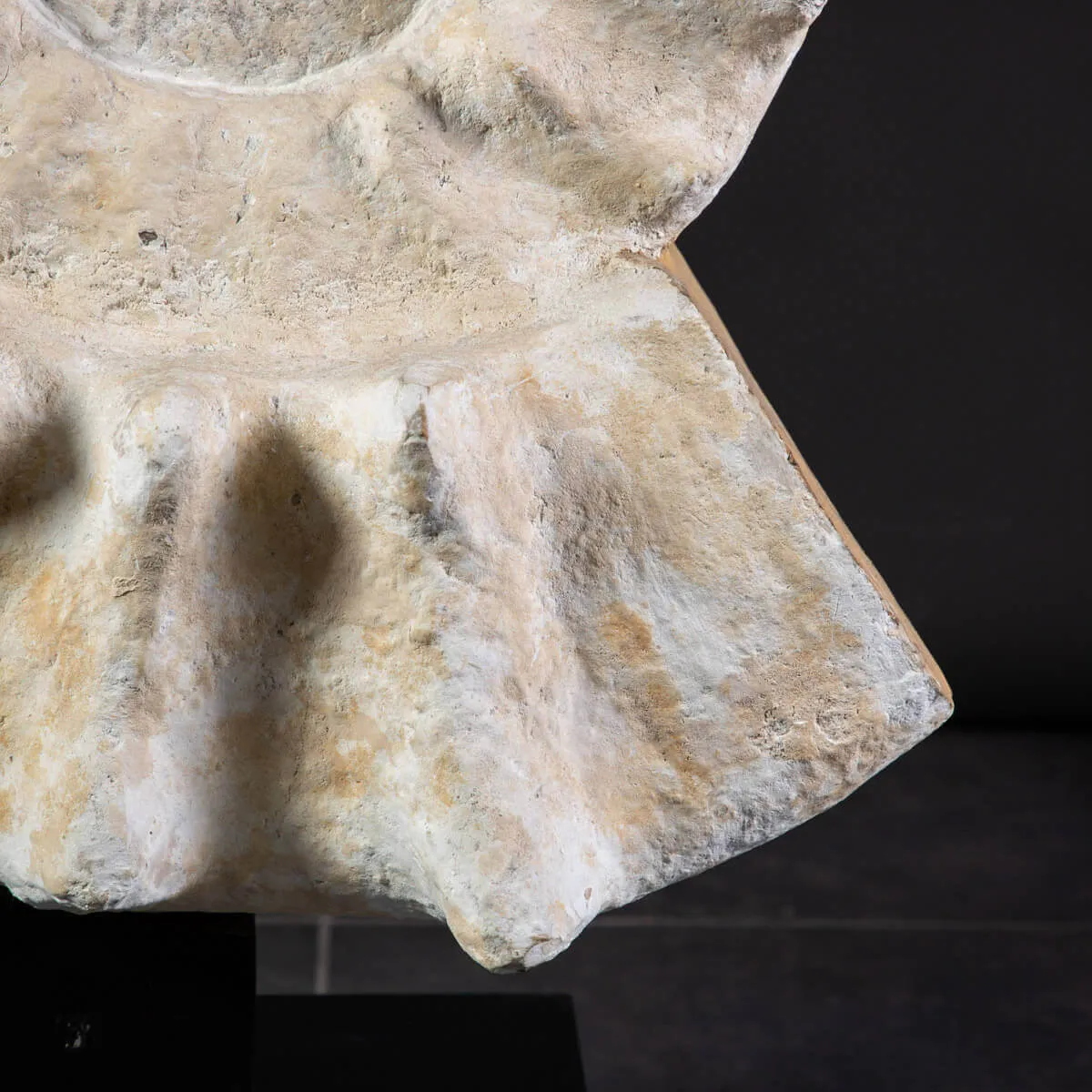 Enorme Ammonite Kranaosphinctes Sp. su base girevole