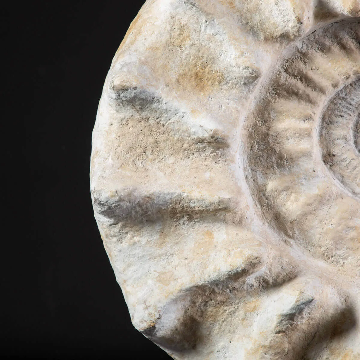 Enorme Ammonite Kranaosphinctes Sp. su base girevole