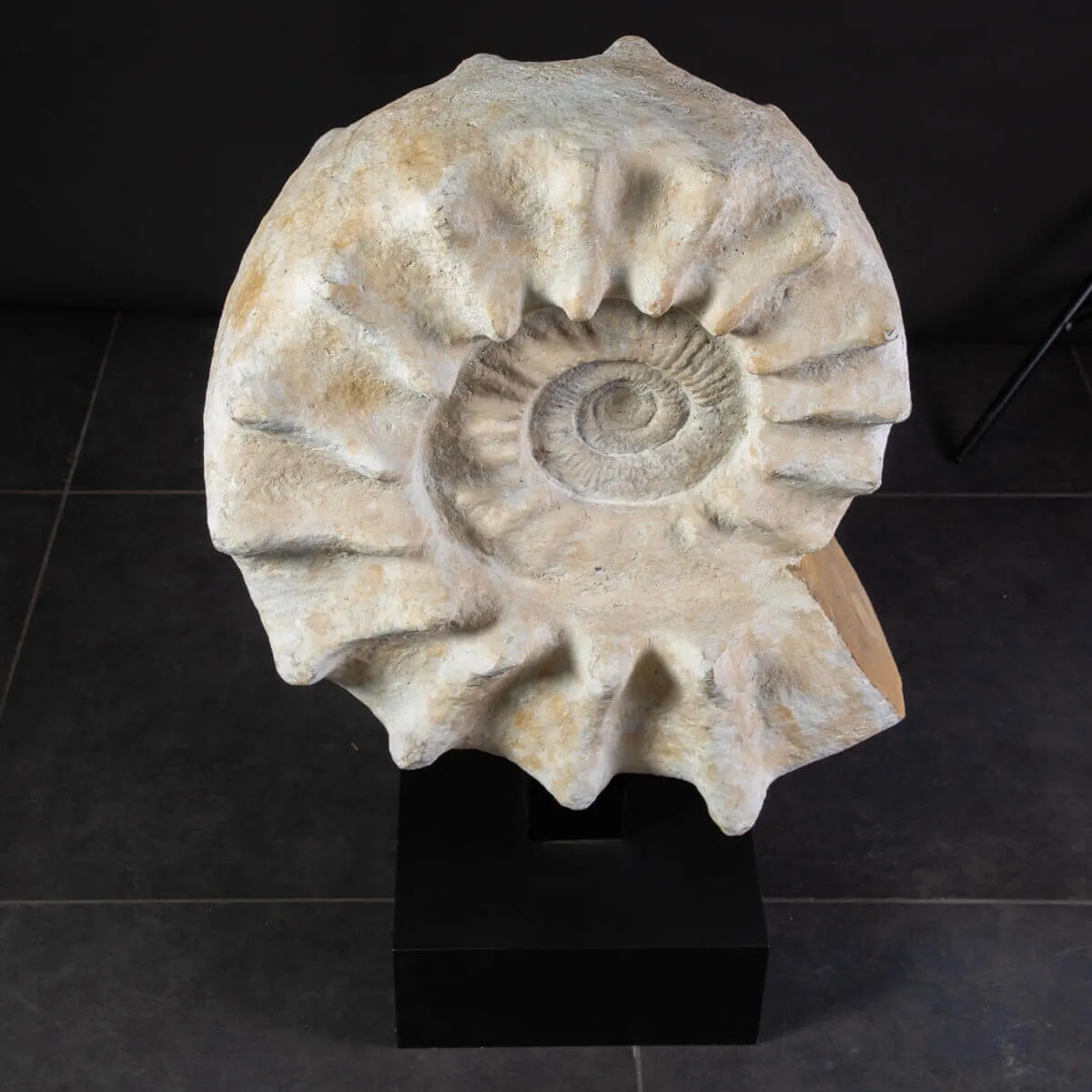 Enorme Ammonite Kranaosphinctes Sp. su base girevole