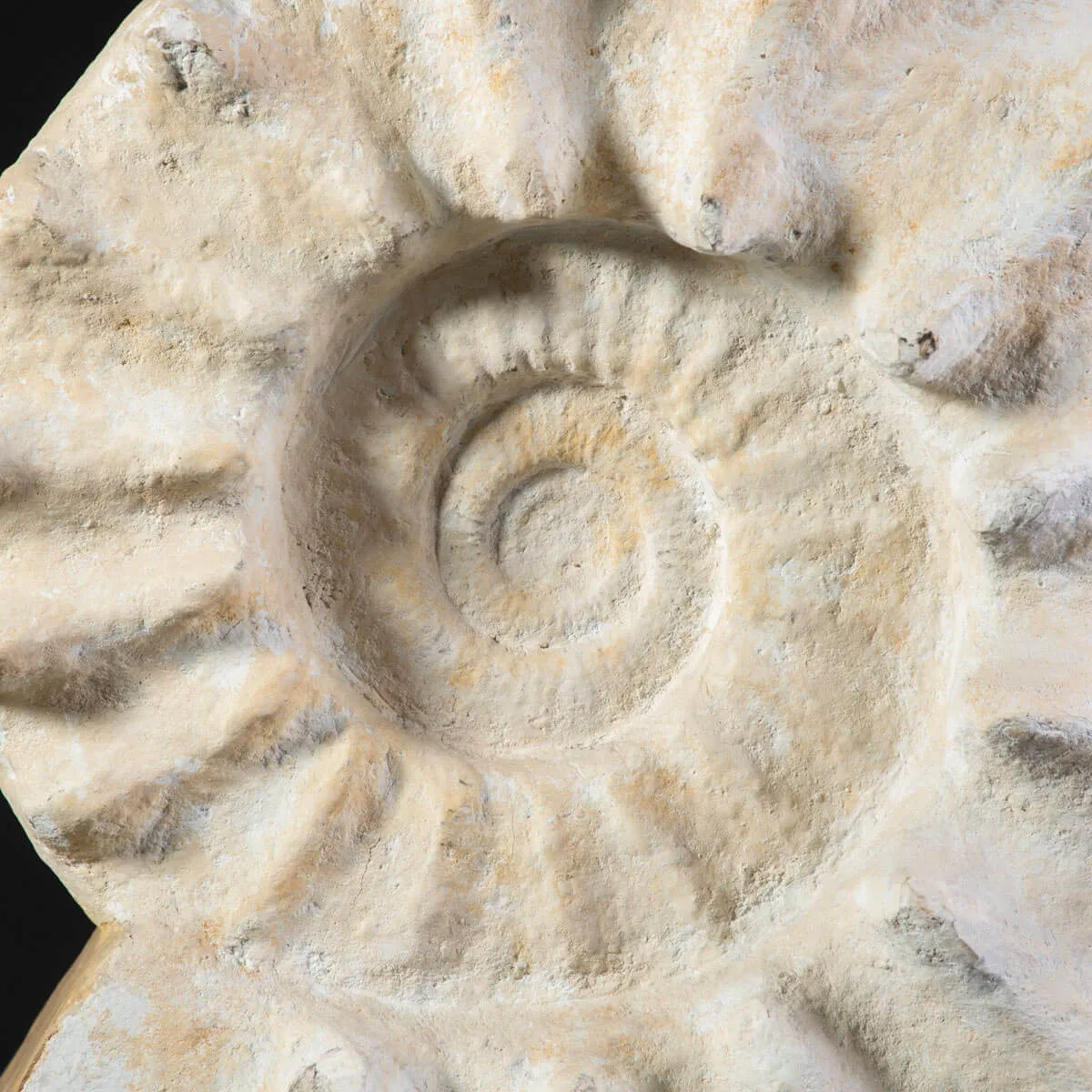 Enorme Ammonite Kranaosphinctes Sp. su base girevole