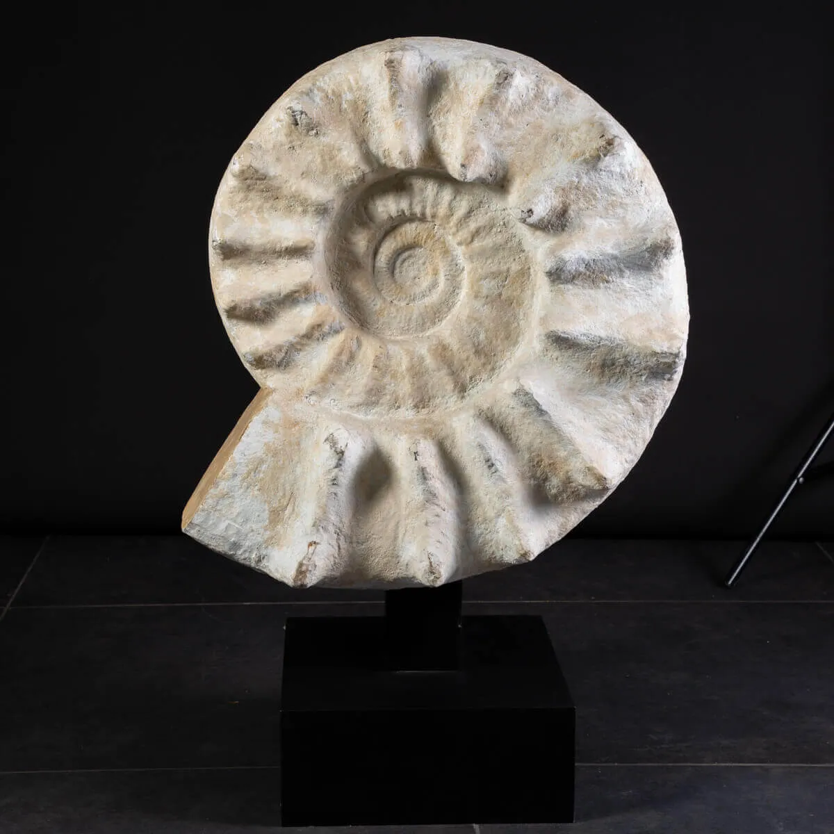 Enorme Ammonite Kranaosphinctes Sp. su base girevole
