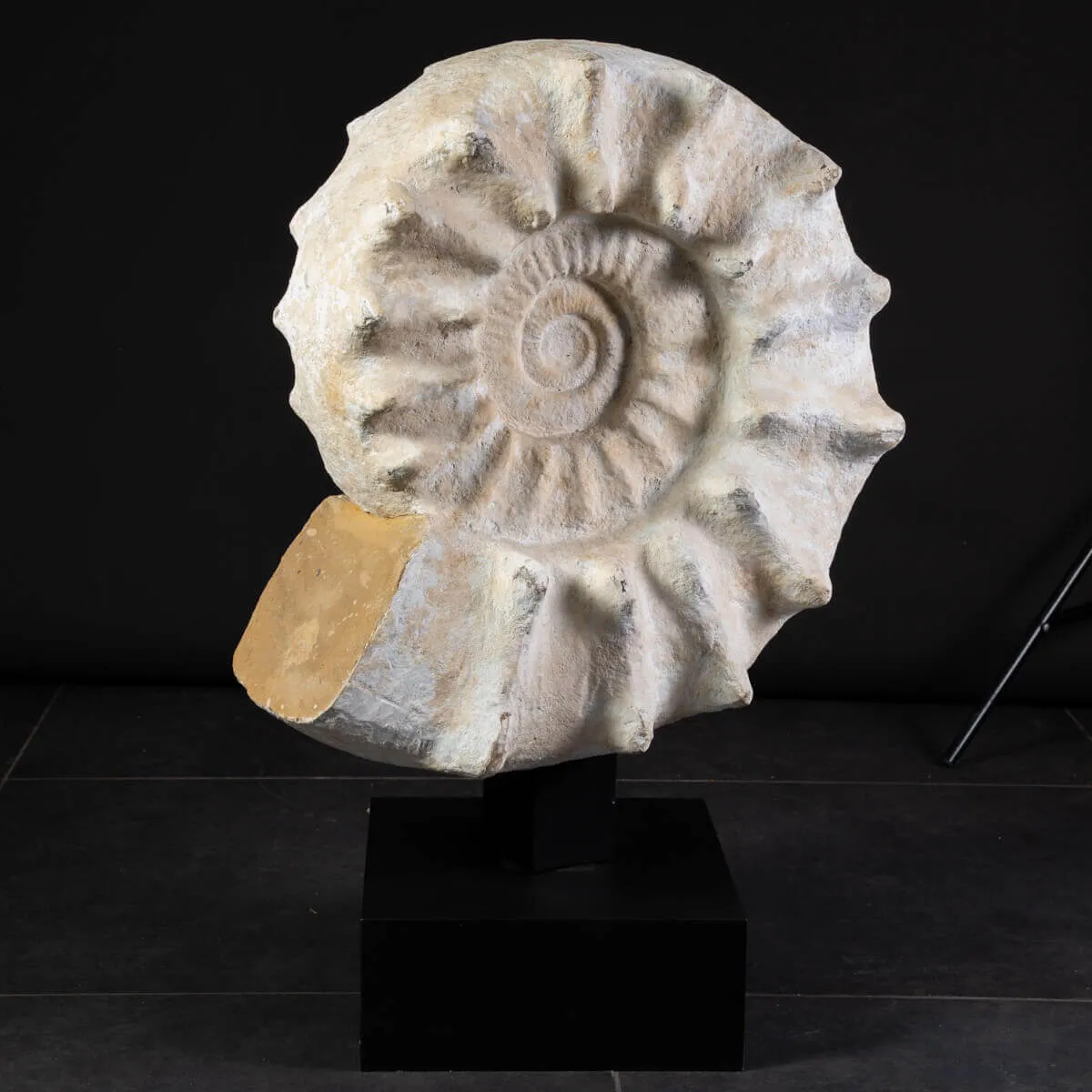 Enorme Ammonite Kranaosphinctes Sp. su base girevole