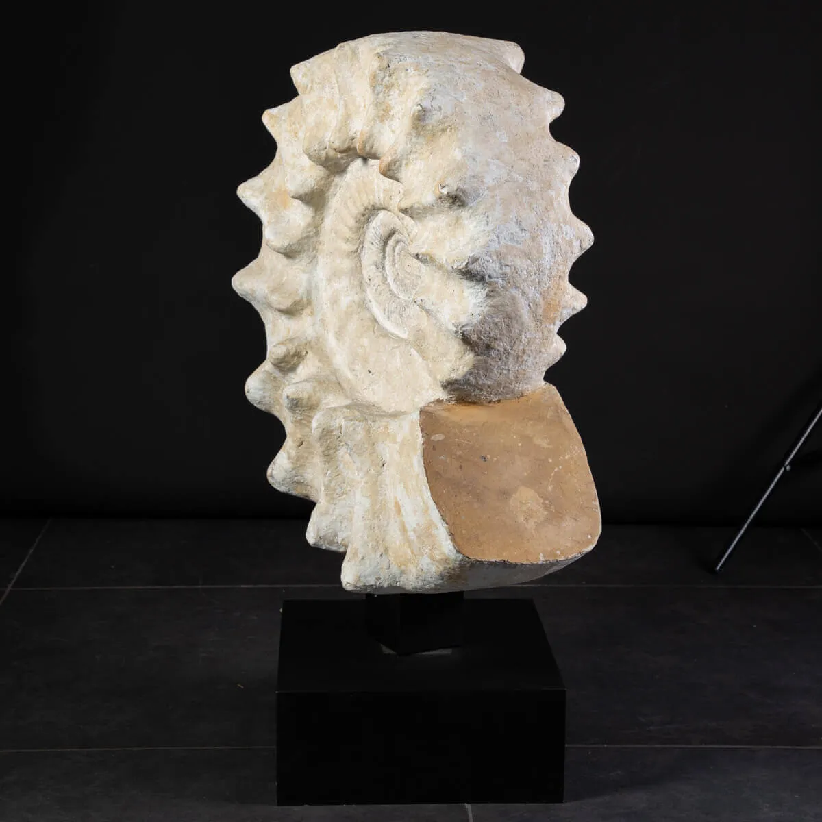 Enorme Ammonite Kranaosphinctes Sp. su base girevole