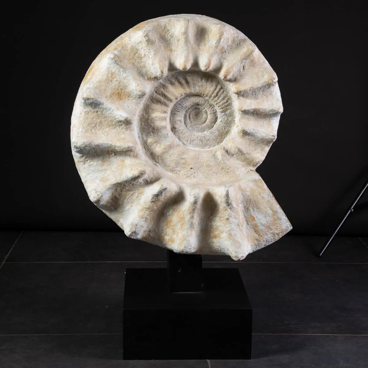 Enorme Ammonite Kranaosphinctes Sp. su base girevole