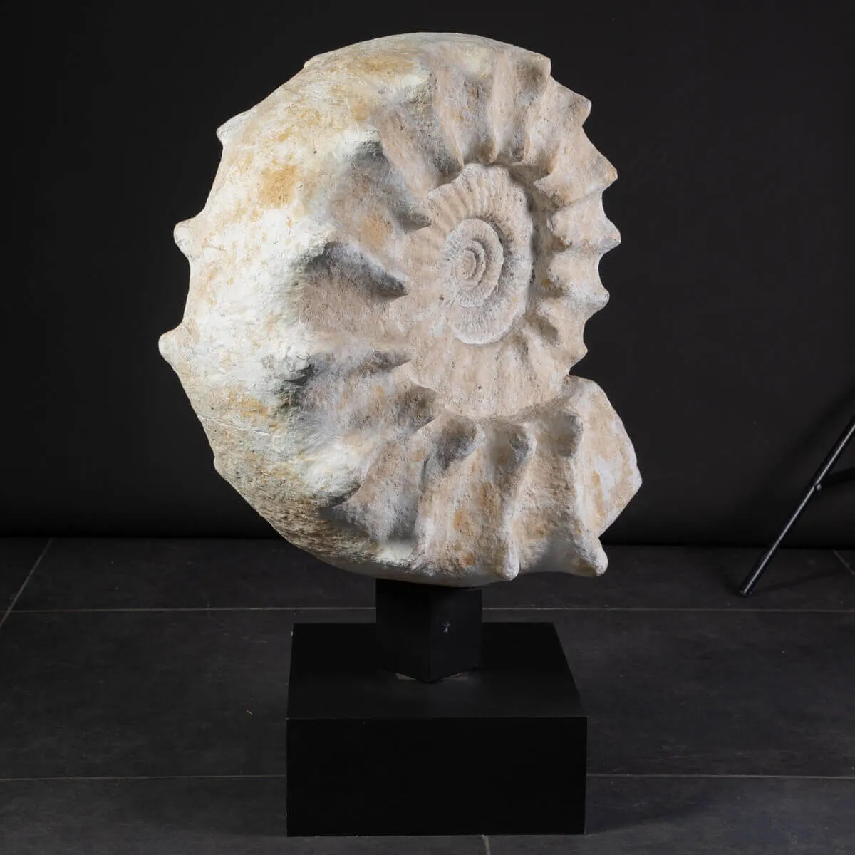 Enorme Ammonite Kranaosphinctes Sp. su base girevole
