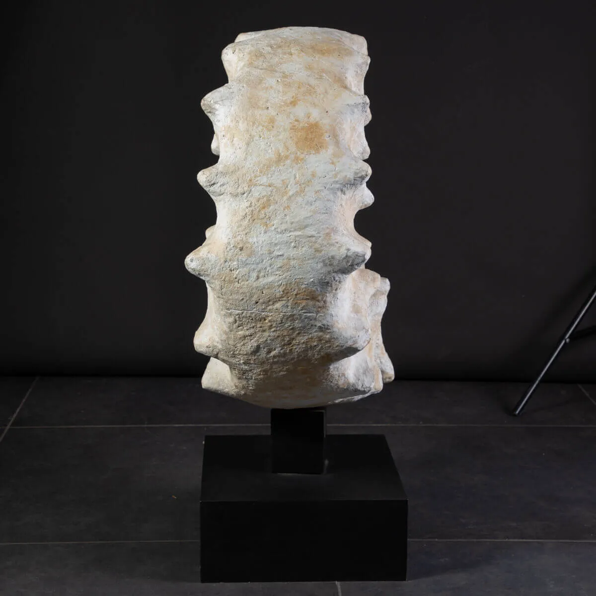 Enorme Ammonite Kranaosphinctes Sp. su base girevole