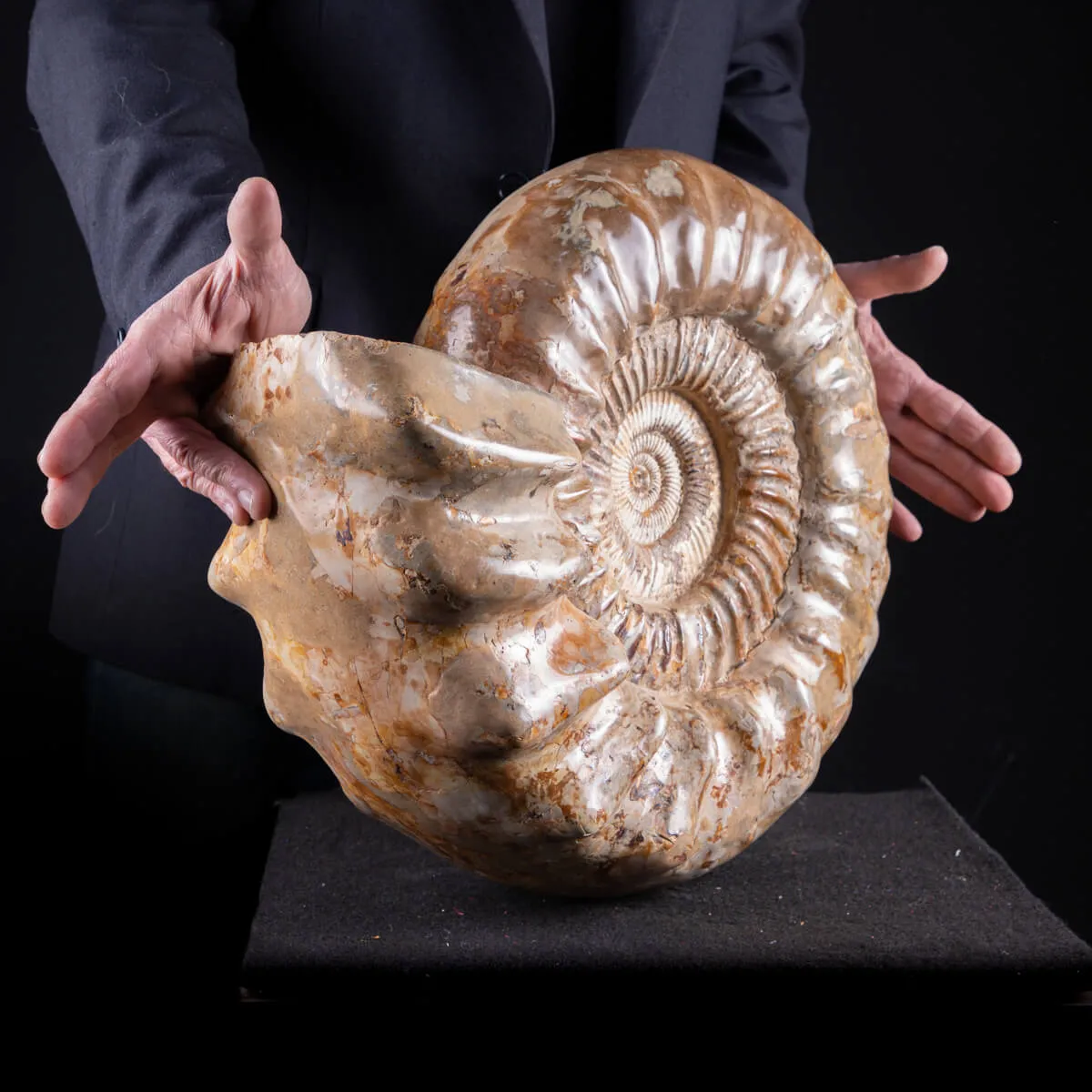 ammonite Kranaosphinctes