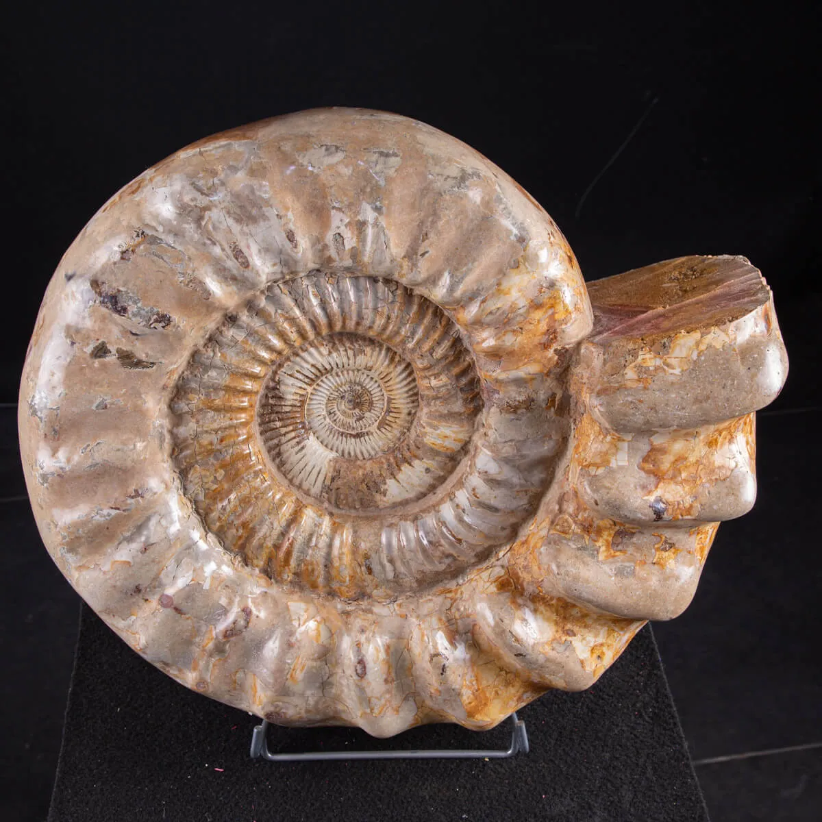 ammonite Kranaosphinctes