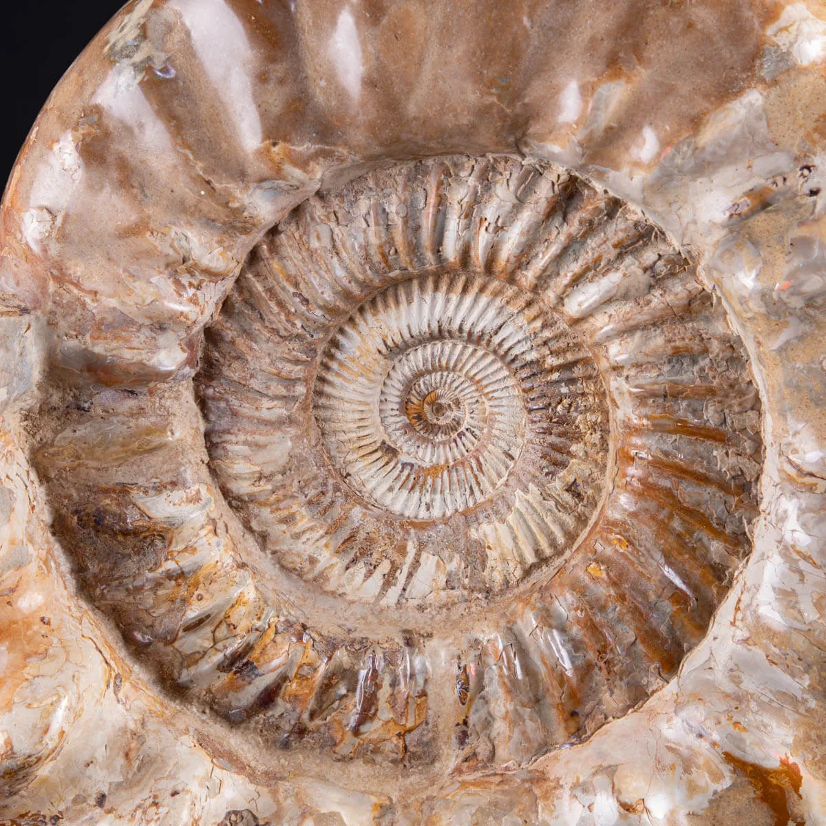 ammonite Kranaosphinctes