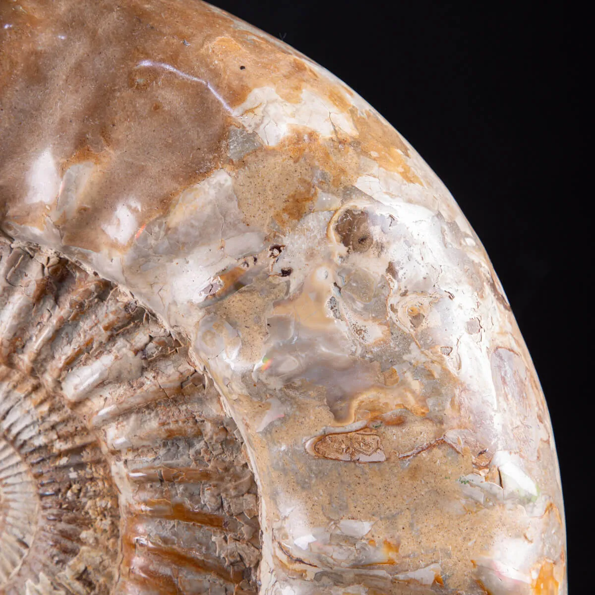 ammonite Kranaosphinctes