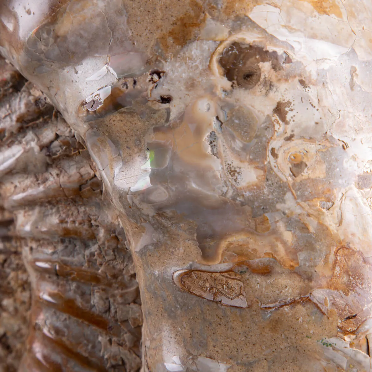 ammonite Kranaosphinctes