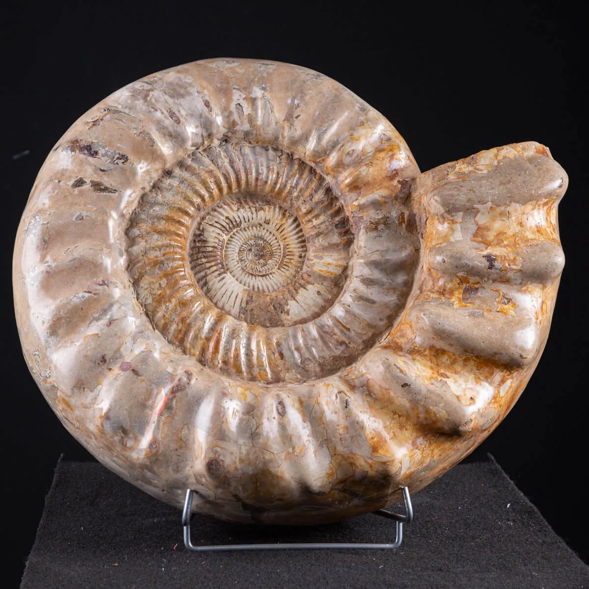 ammonite Kranaosphinctes