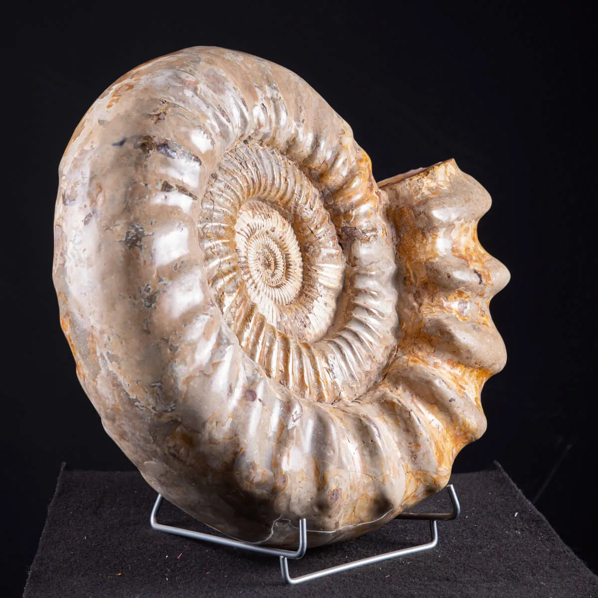 ammonite Kranaosphinctes