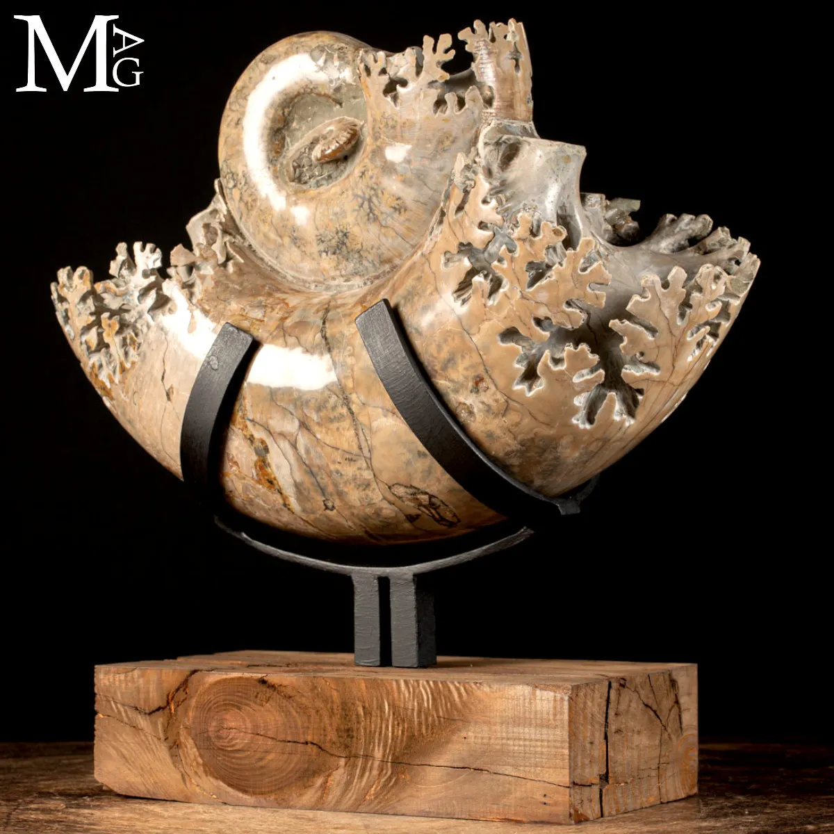 Ammonite Lytoceras - Scultura del Tempo.