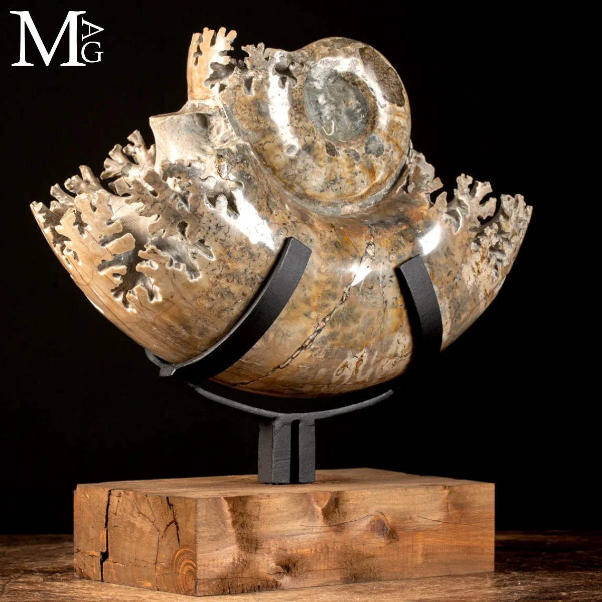 Ammonite Lytoceras - Scultura del Tempo.