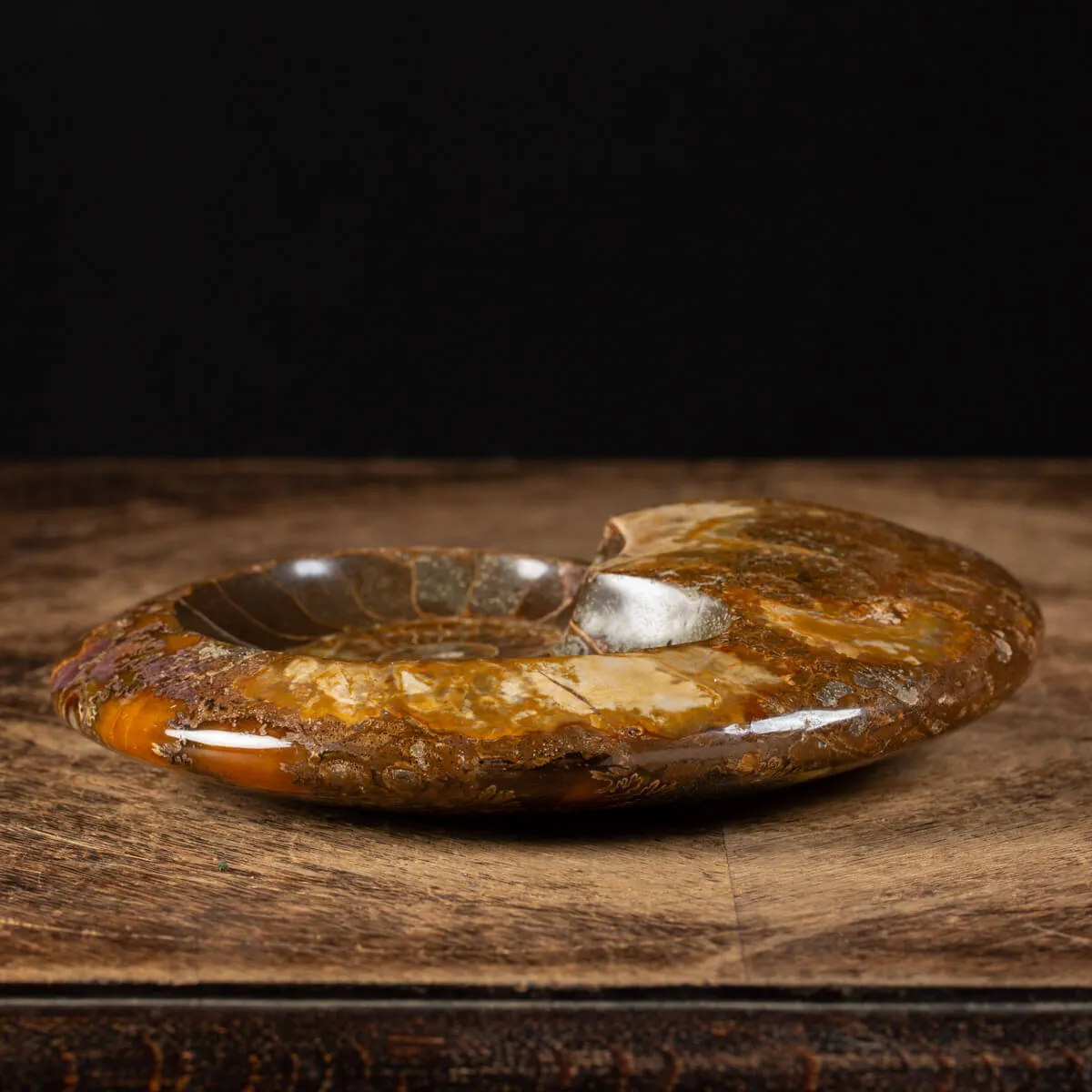 Ammonite Cleoniceras