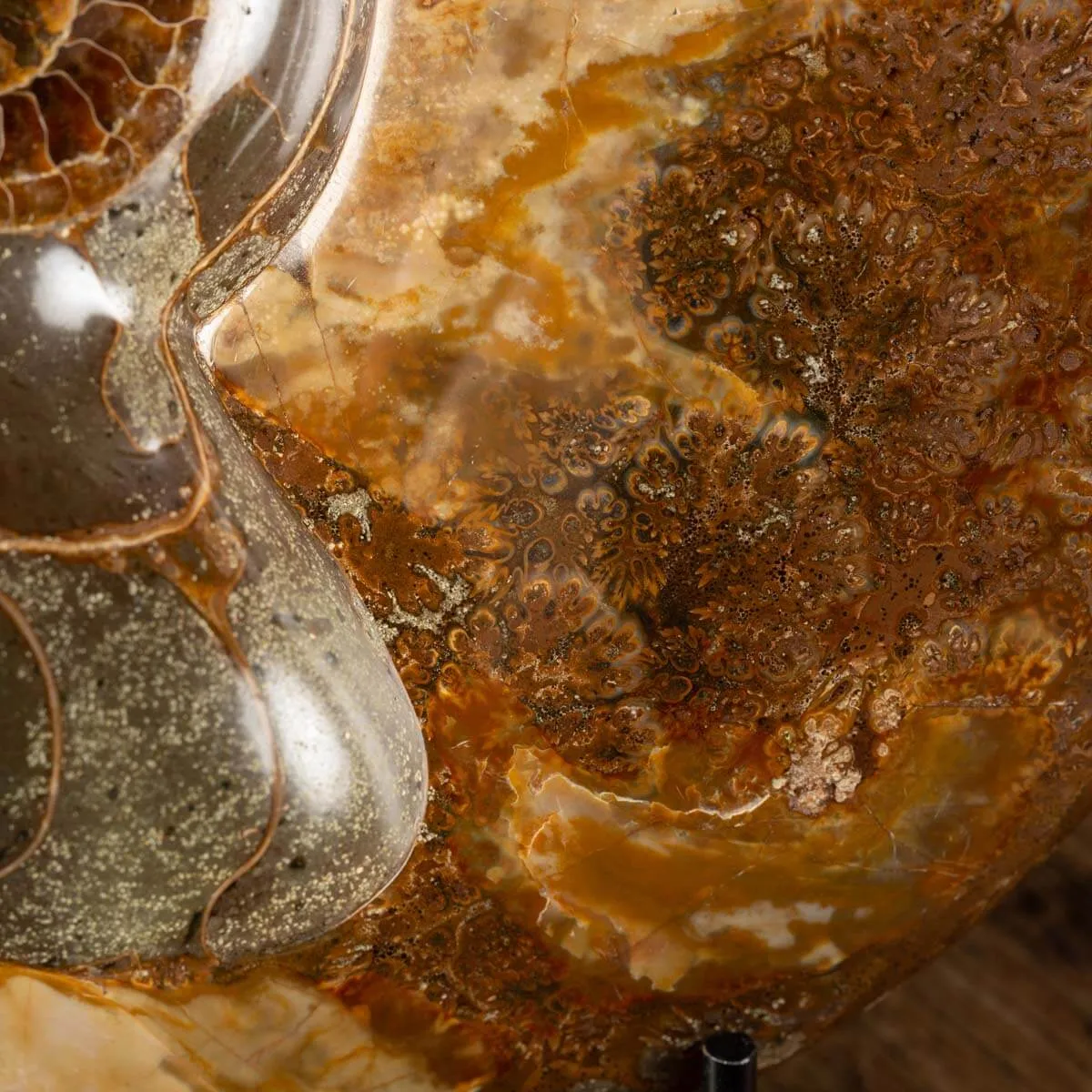 Ammonite Cleoniceras