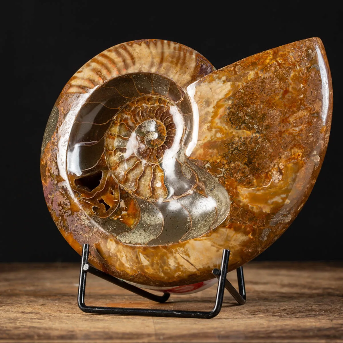 Ammonite Cleoniceras