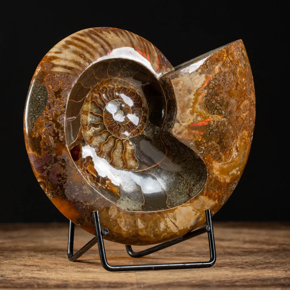 Ammonite Cleoniceras
