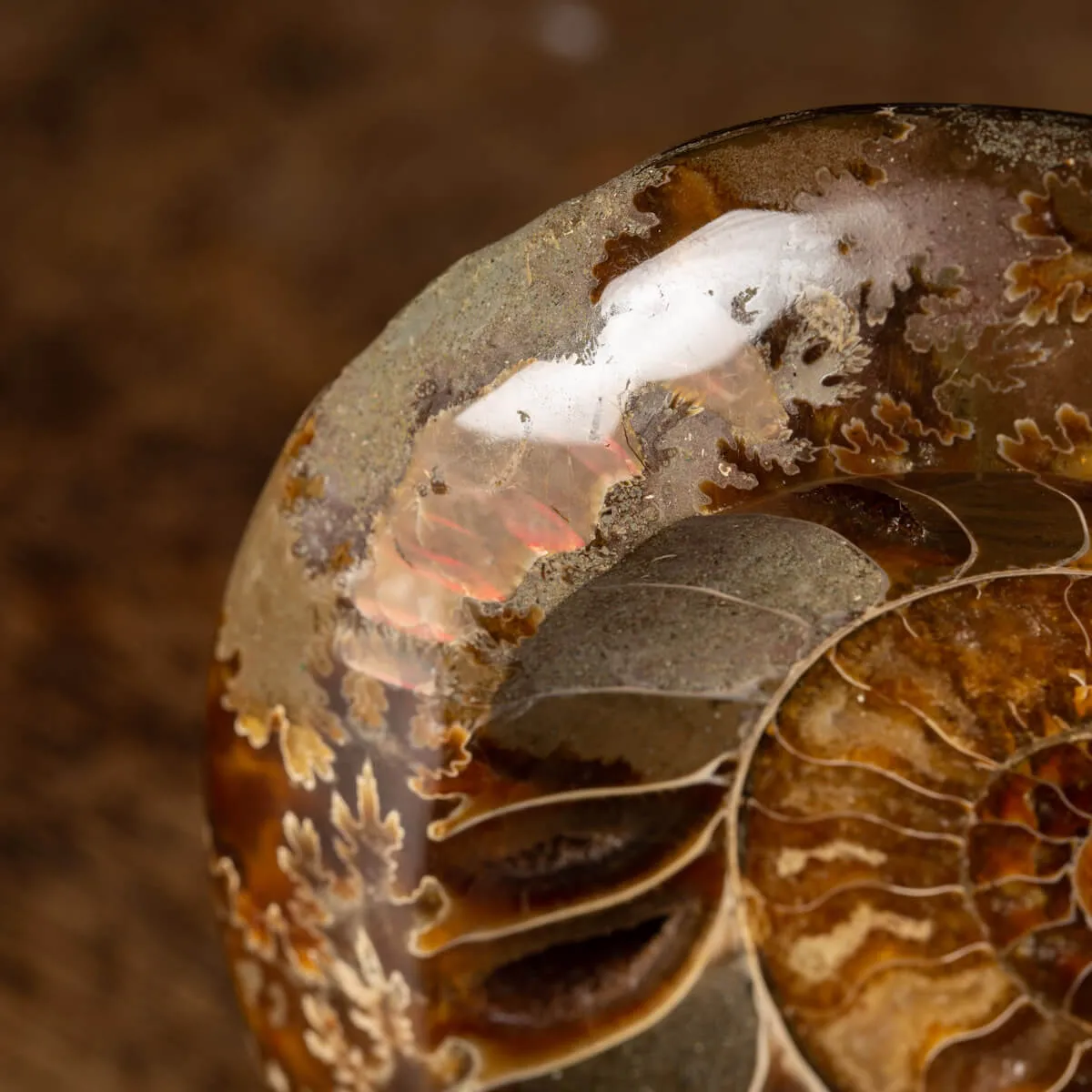 Ammonite Cleoniceras