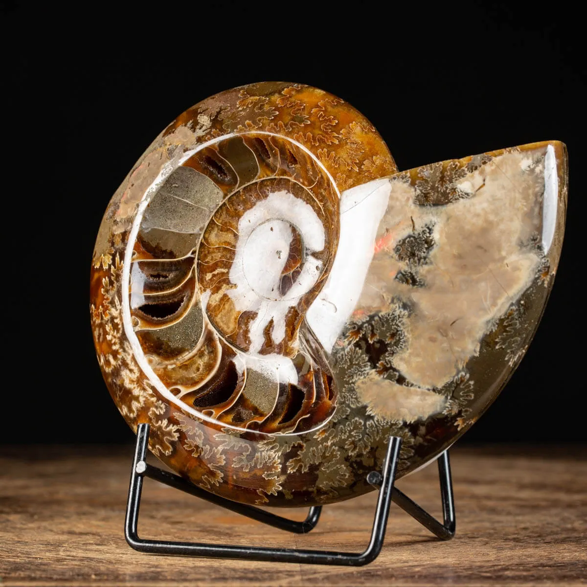 Ammonite Cleoniceras