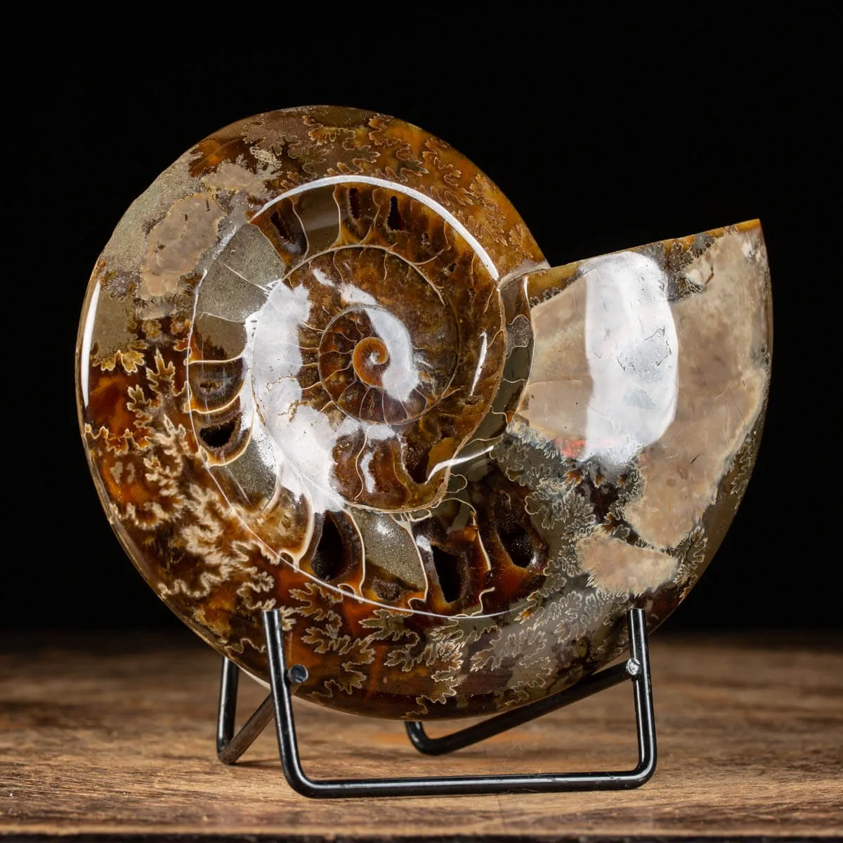 Ammonite Cleoniceras