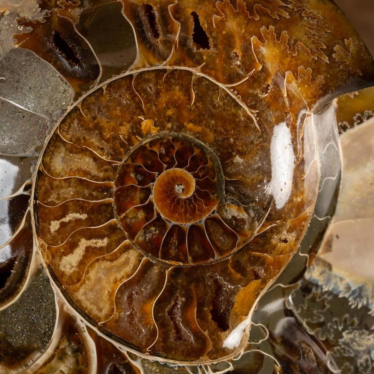 Ammonite Cleoniceras