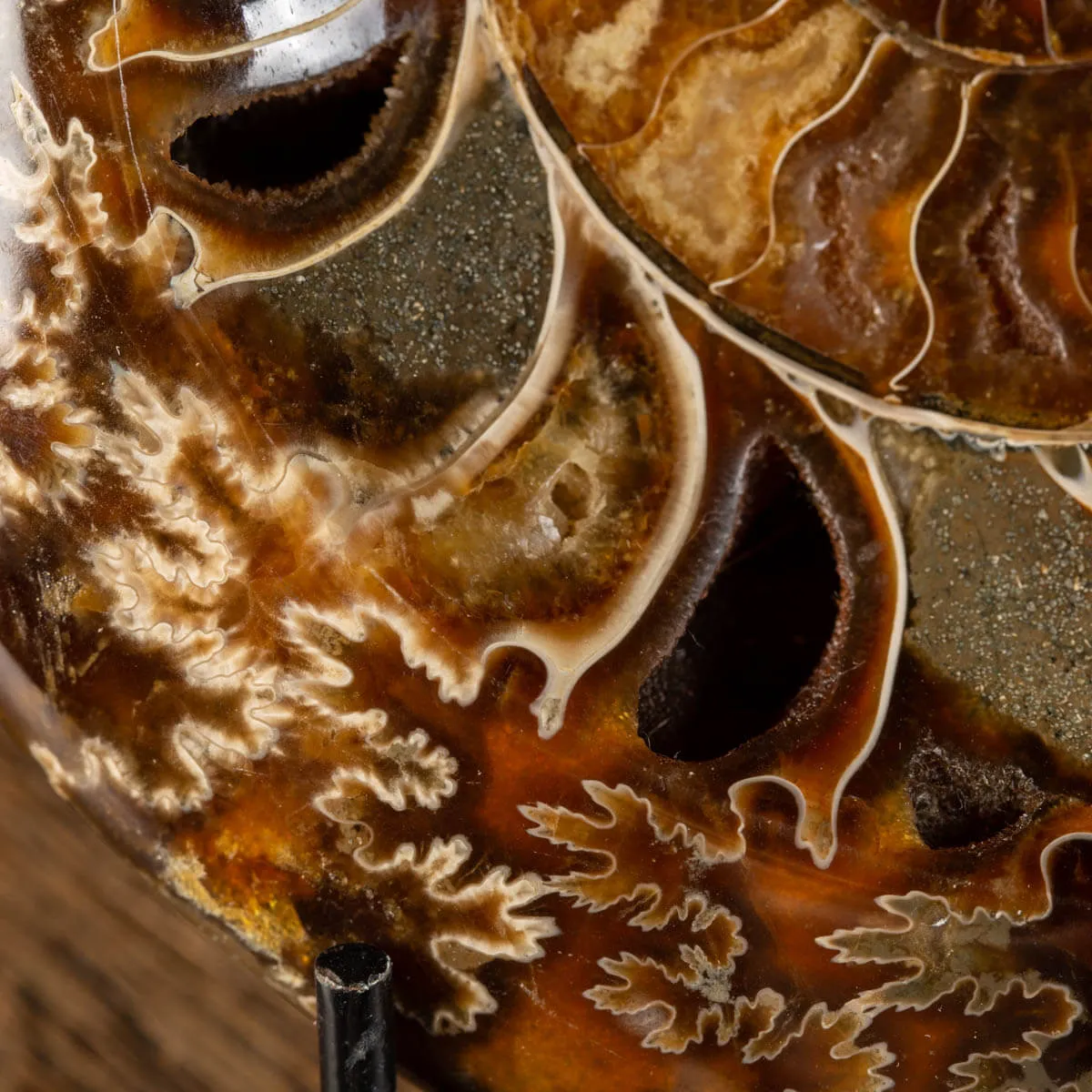 Ammonite Cleoniceras