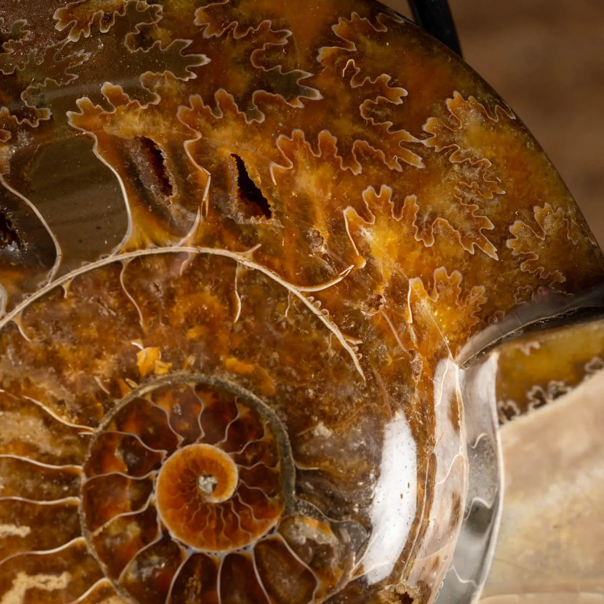 Ammonite Cleoniceras