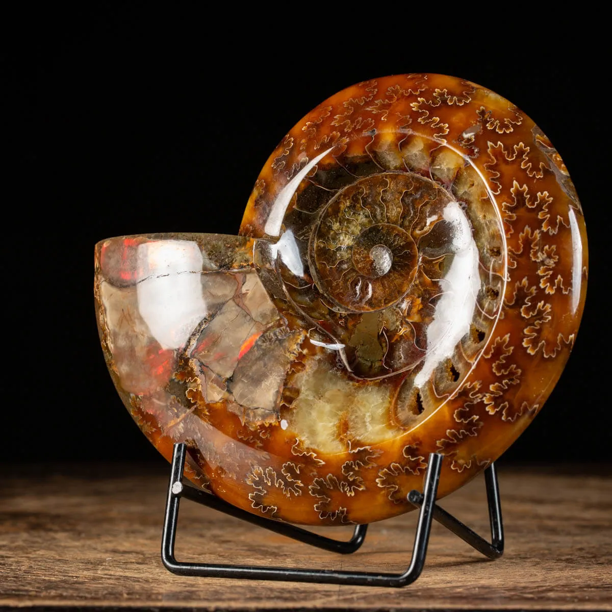 Ammonite Cleoniceras