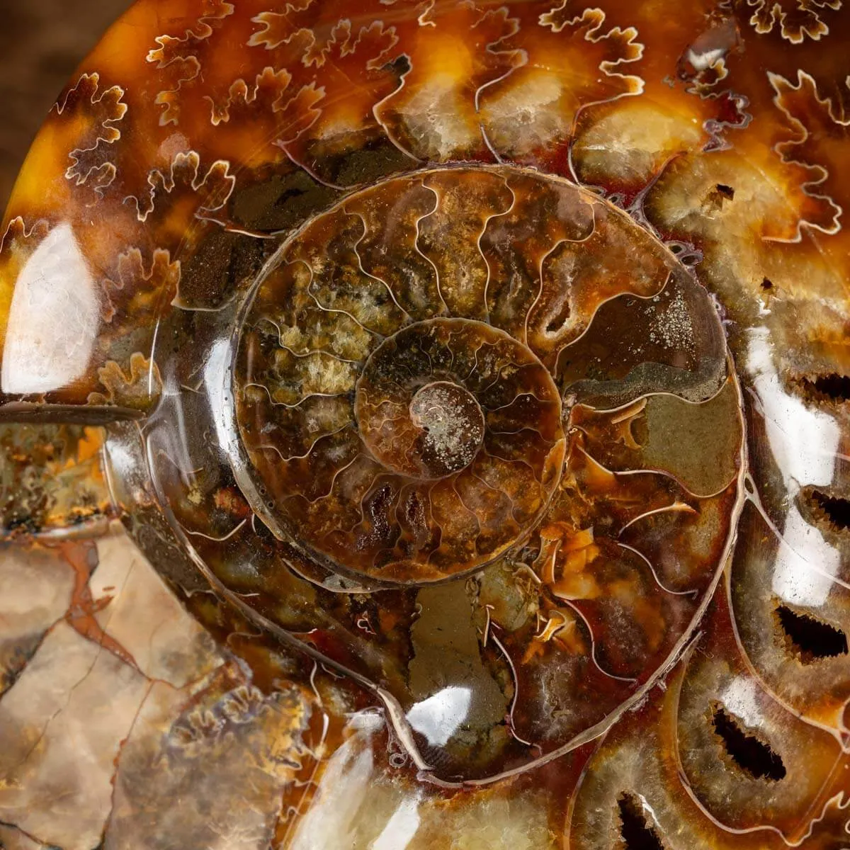 Ammonite Cleoniceras