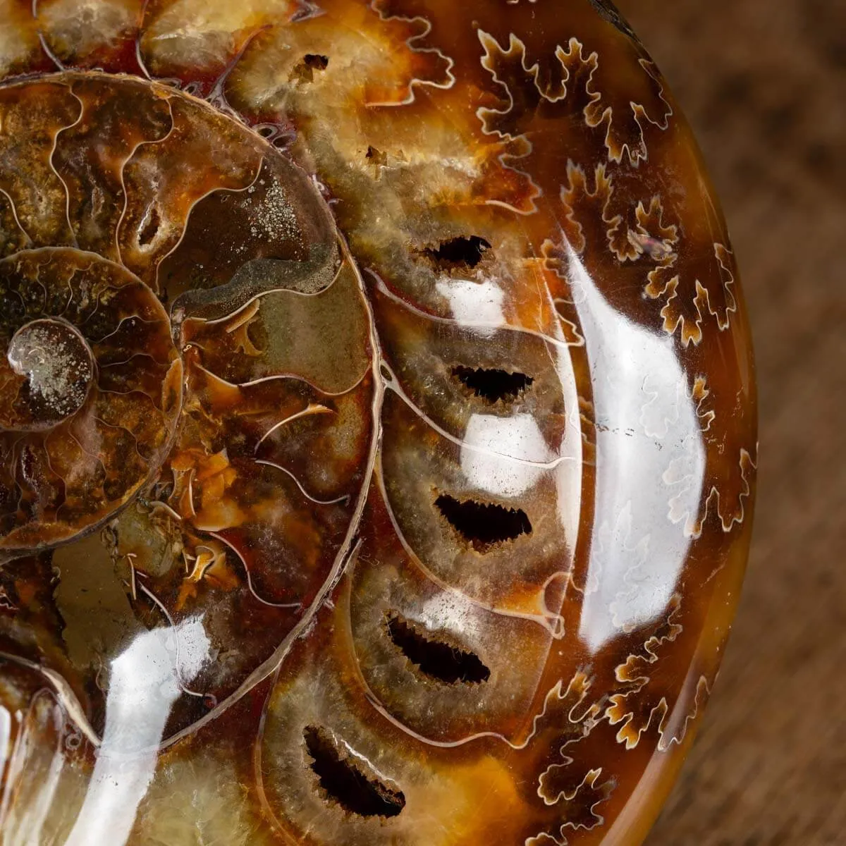 Ammonite Cleoniceras