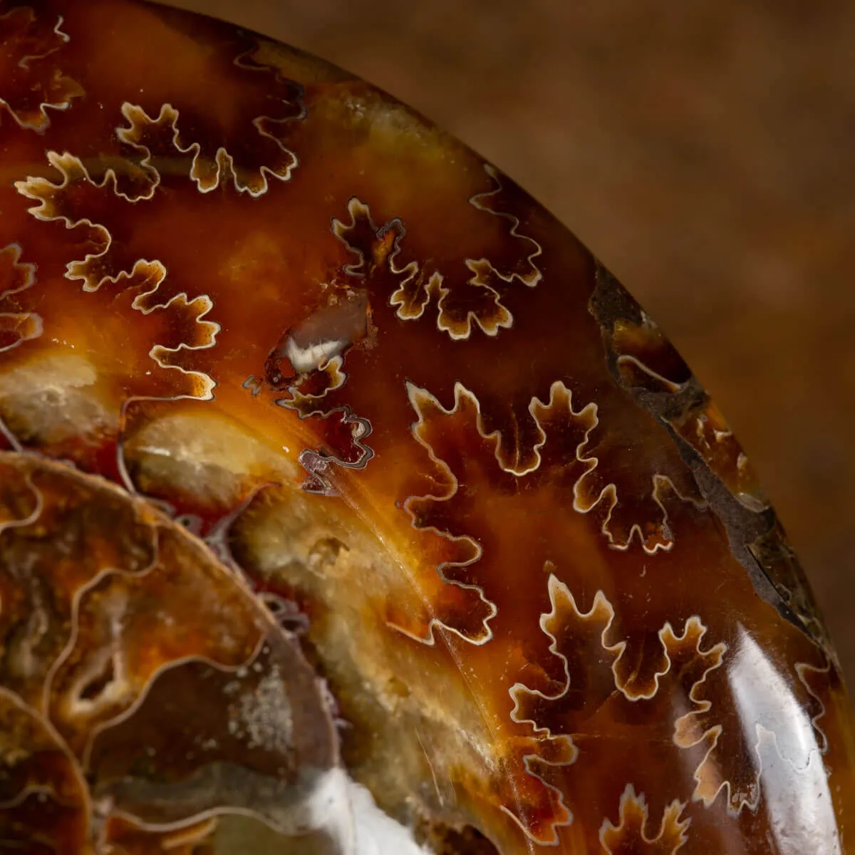Ammonite Cleoniceras