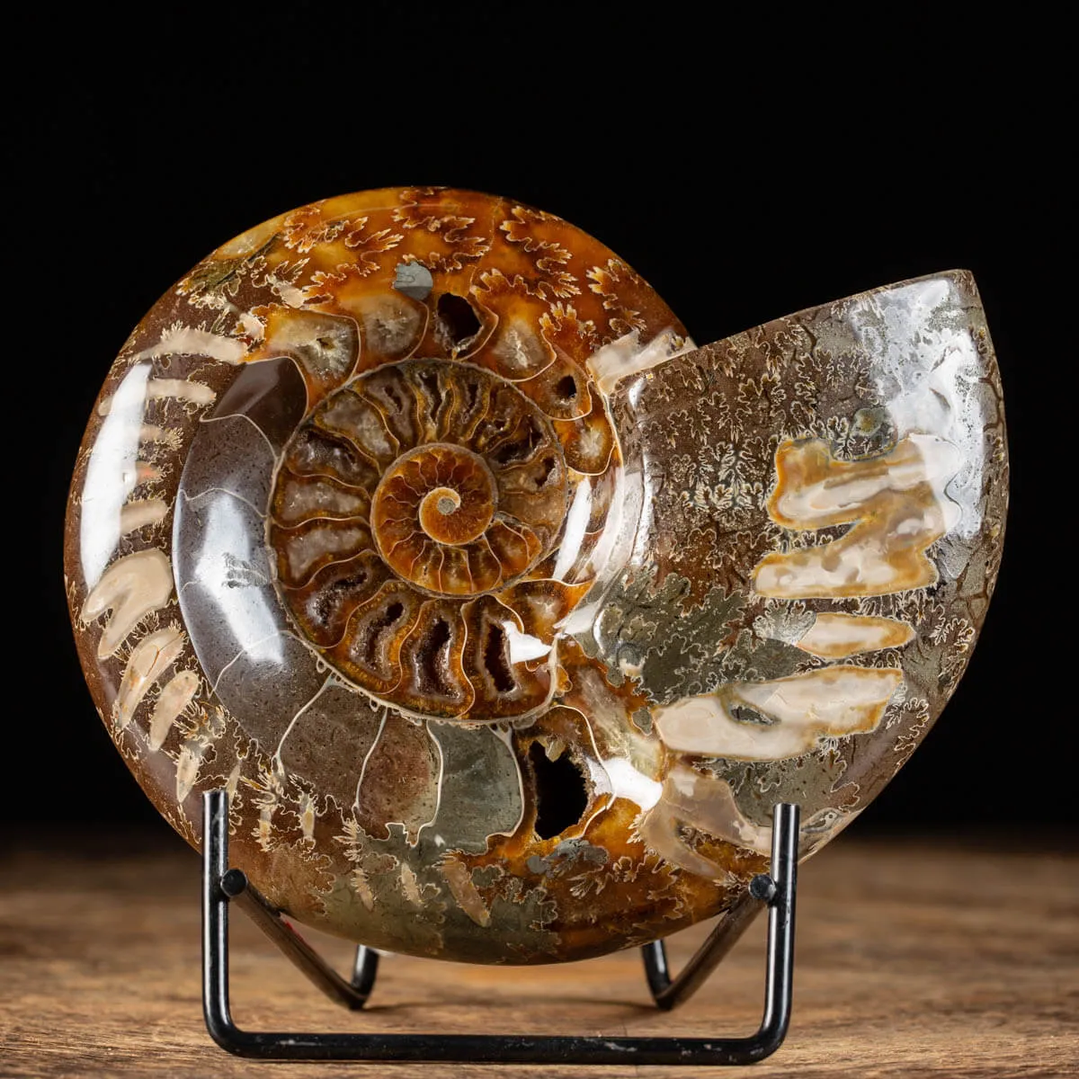 Ammonite Cleoniceras
