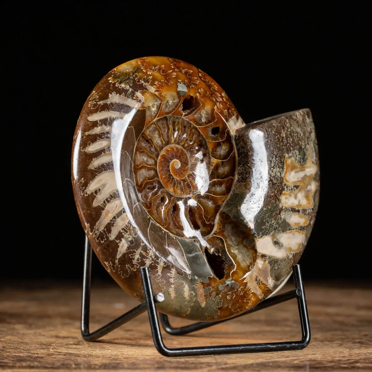 Ammonite Cleoniceras