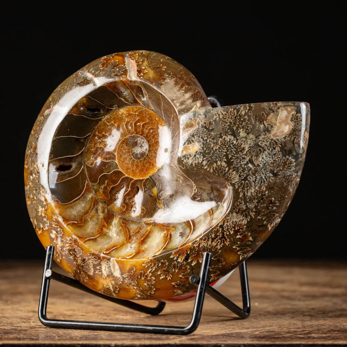 Ammonite Cleoniceras Lucida