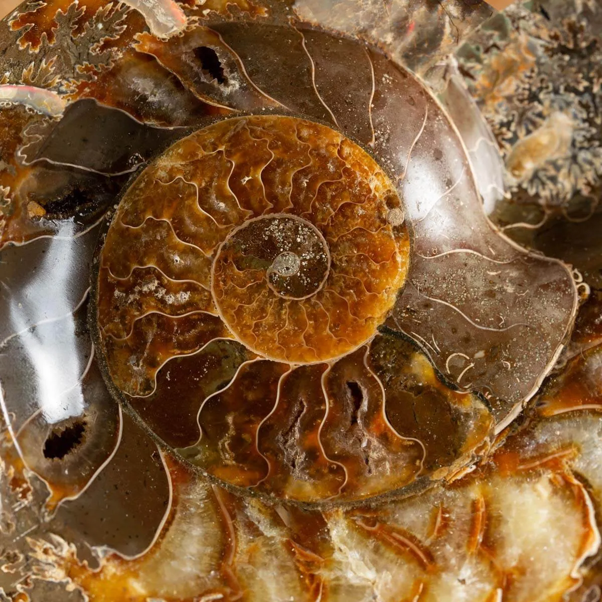 Ammonite Cleoniceras Lucida