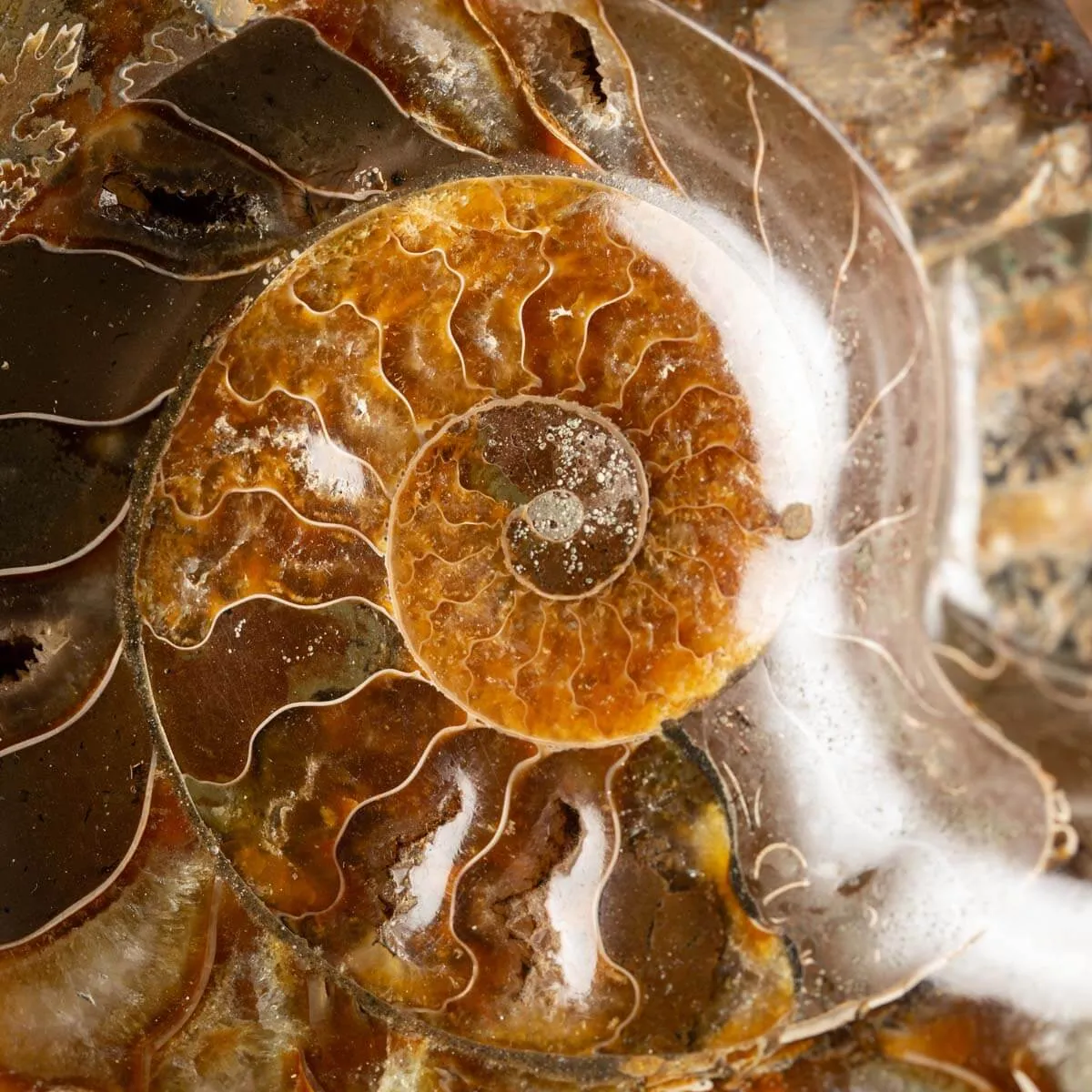 Ammonite Cleoniceras Lucida