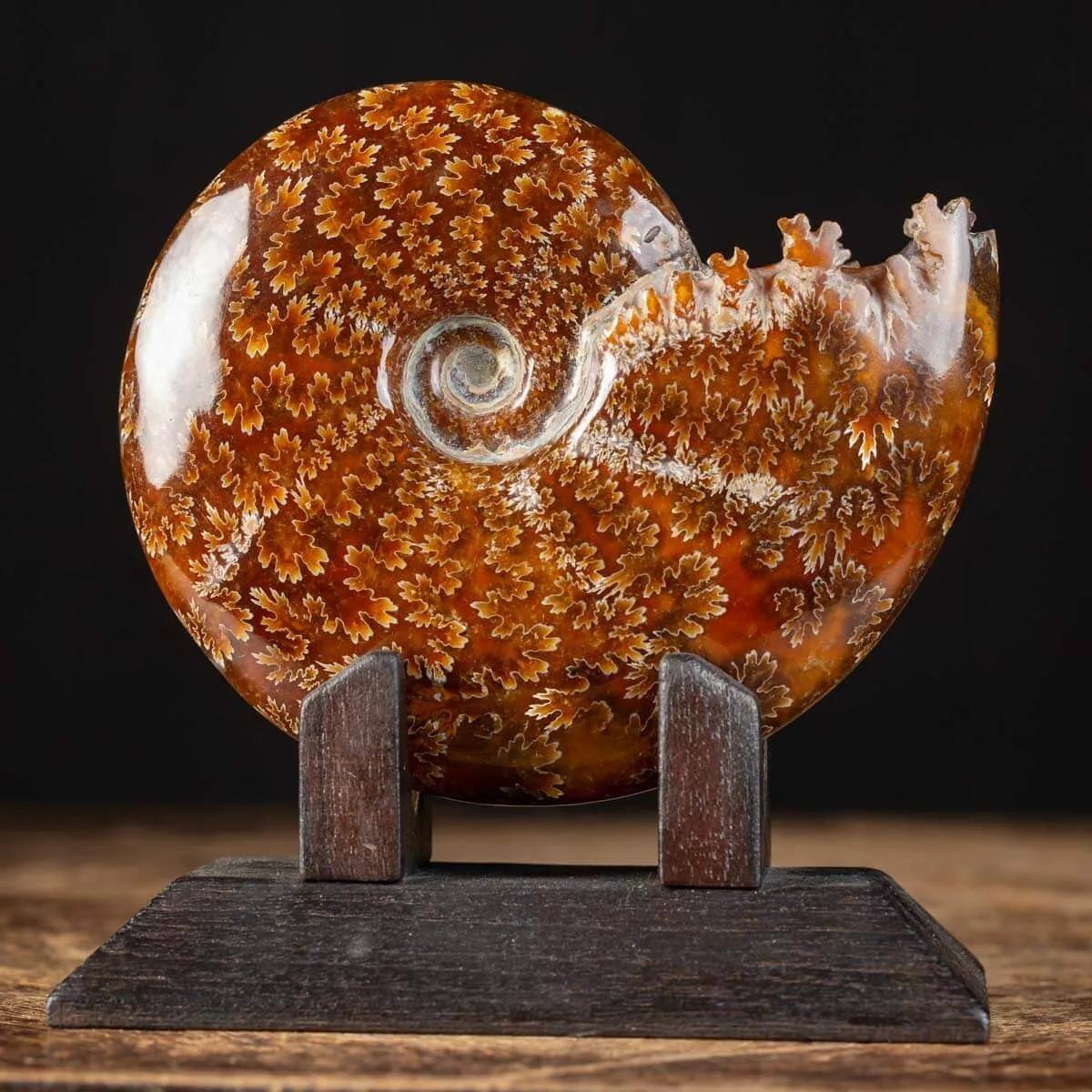 Ammonite Cleoniceras su Base decorativa