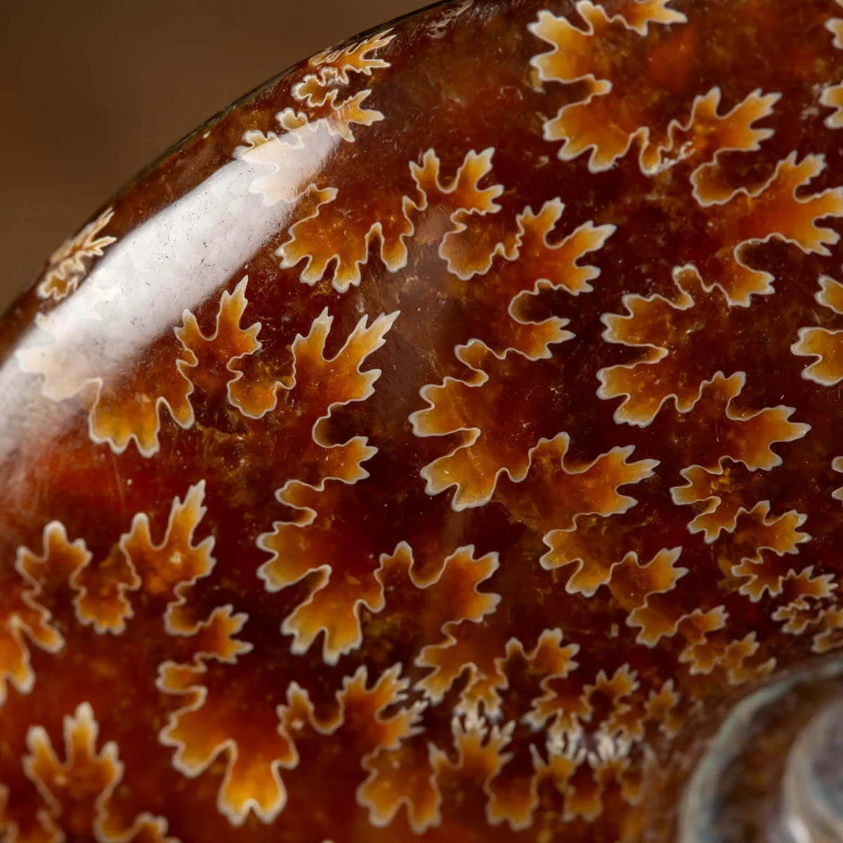 Ammonite Cleoniceras su Base decorativa