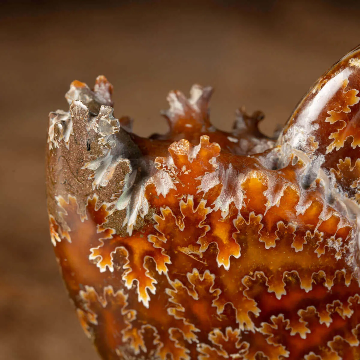 Ammonite Cleoniceras su Base decorativa