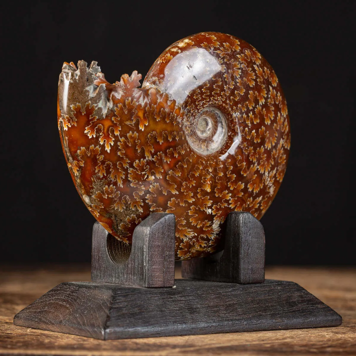 Ammonite Cleoniceras su Base decorativa