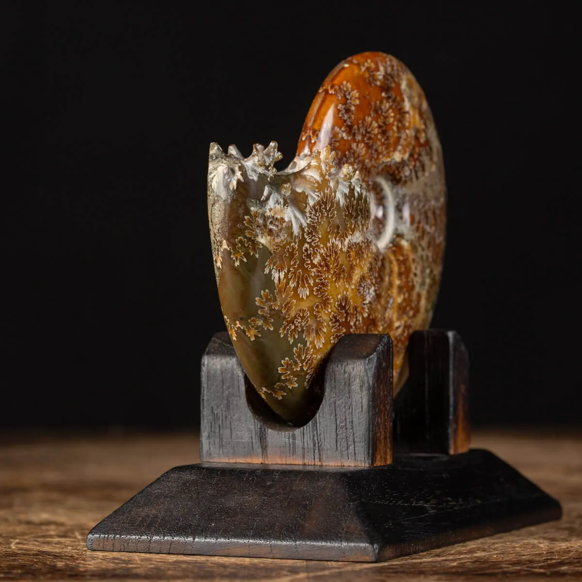 Ammonite Cleoniceras su Base decorativa