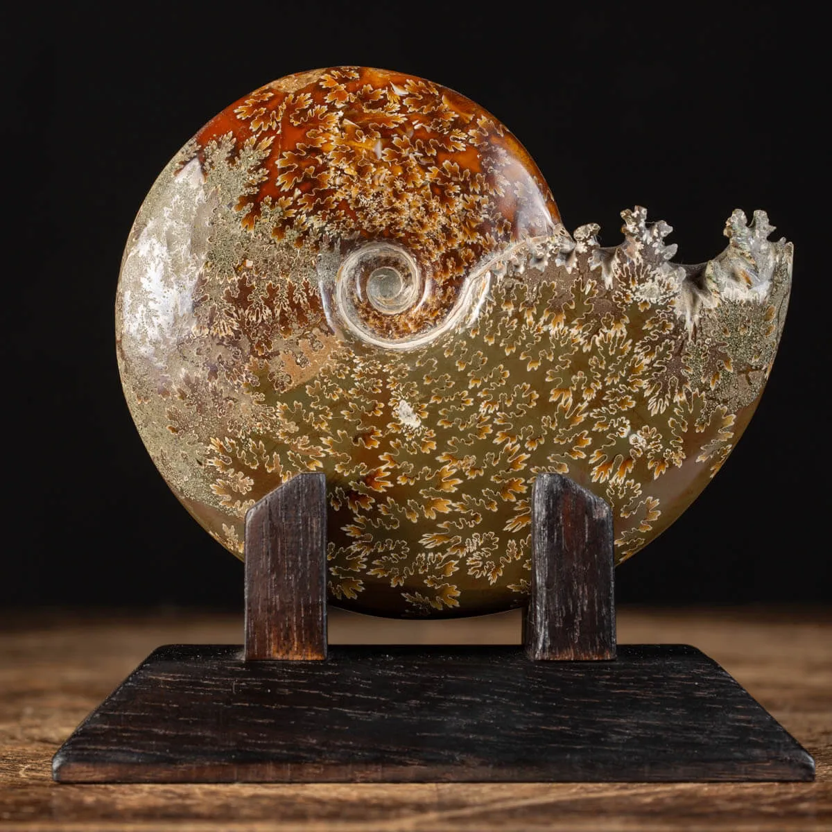 Ammonite Cleoniceras su Base decorativa