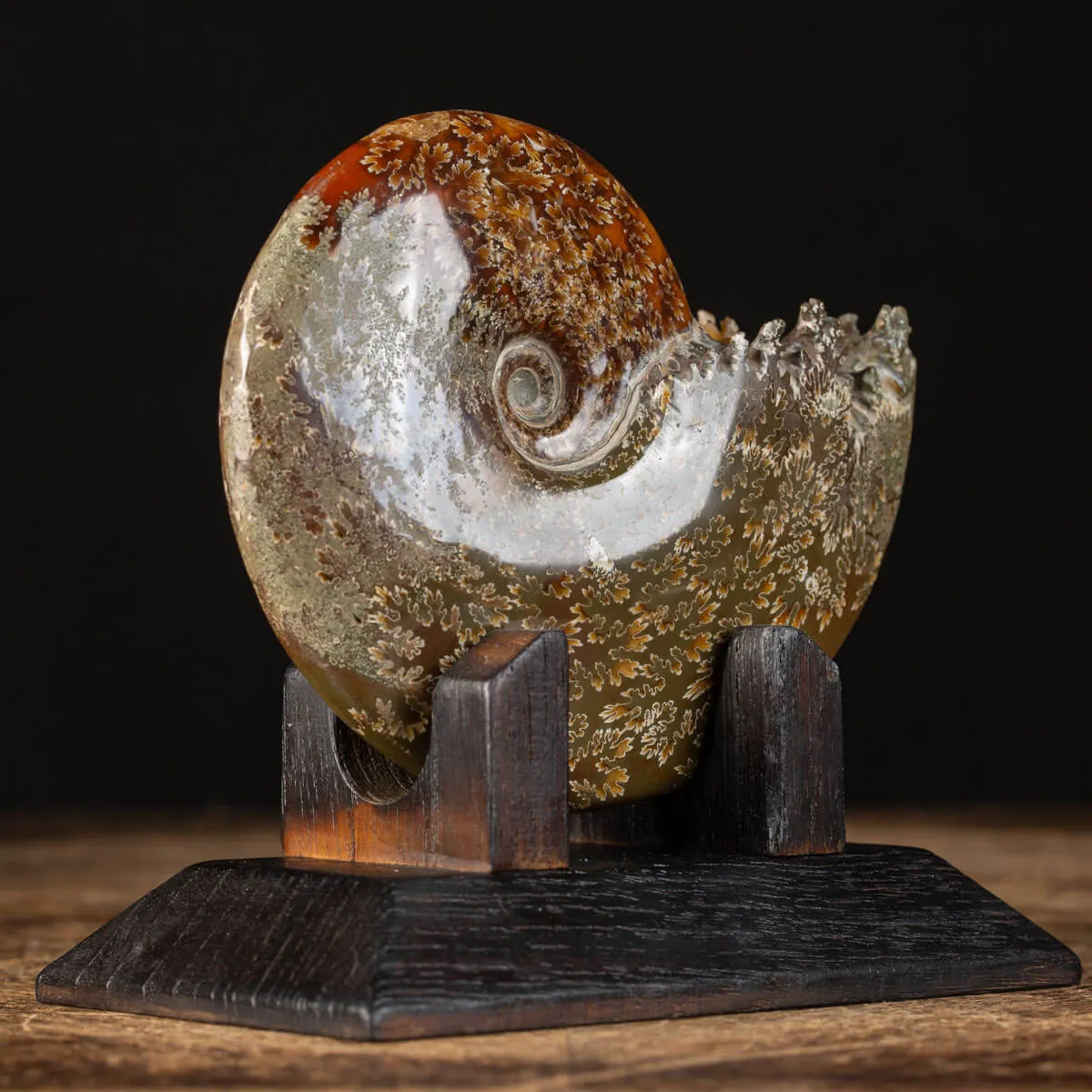 Ammonite Cleoniceras su Base decorativa