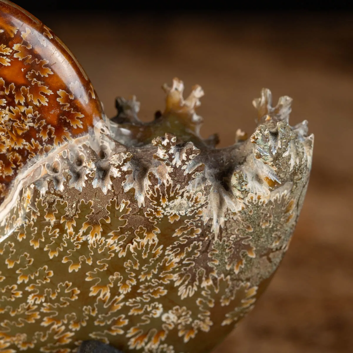 Ammonite Cleoniceras su Base decorativa