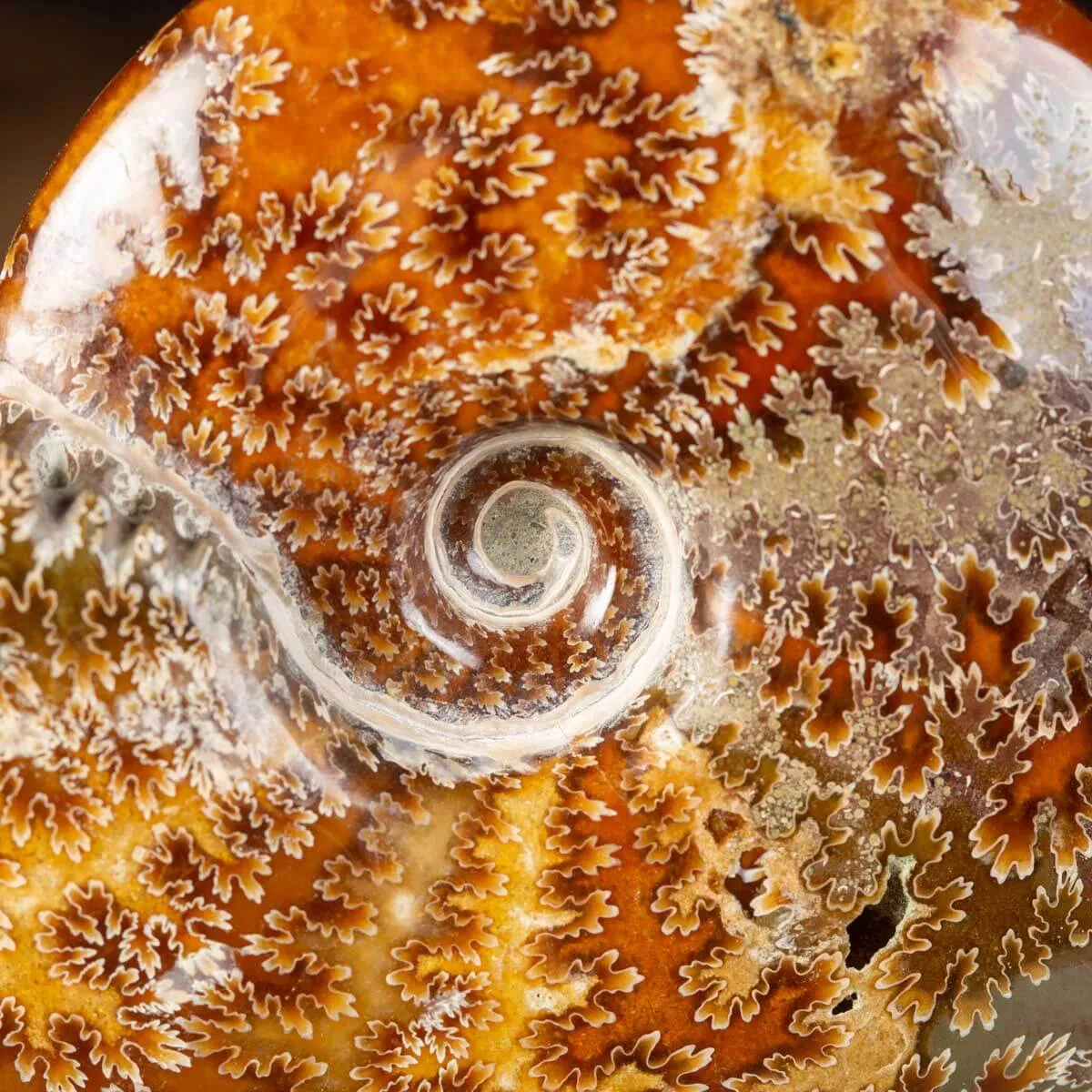 Ammonite Cleoniceras su Base decorativa